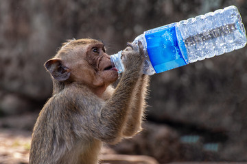 Makaken in den Tempelanlagen von Angkor