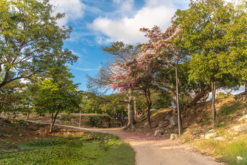 Fototapeta na wymiar Pink flower tree on green landscape