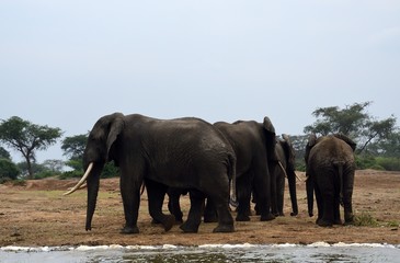 Naklejka na ściany i meble African elephant, Queen Elizabeth National Park, Uganda