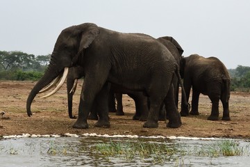 Naklejka na ściany i meble African elephant, Queen Elizabeth National Park, Uganda
