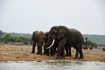 Fototapeta na wymiar African elephant, Queen Elizabeth National Park, Uganda