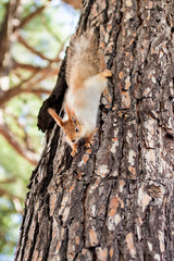 Close-Up of Squirrel on tree in a public park in sunny day