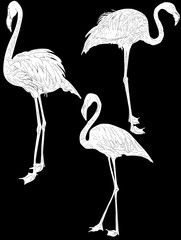 three white flamingo sketches isolated on black