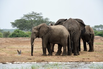 Fototapeta premium Słoń afrykański, Park Narodowy Królowej Elżbiety, Uganda