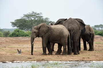 African elephant, Queen Elizabeth National Park, Uganda