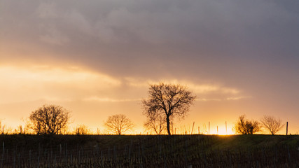 Silhouettes of trees in winter sunset