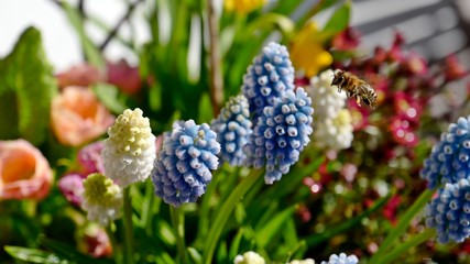 beautiful colorful  bouquet of spring flowers with a bee