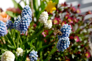 beautiful colorful  bouquet of spring flowers with a bee