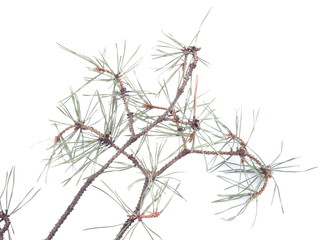 Fototapeta na wymiar sprigs of pine on a white background