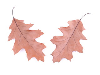 dry oak leaf on a white background
