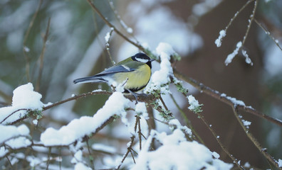 tit bird in the forest. winter