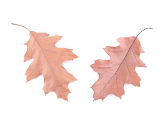 dry oak leaf on a white background
