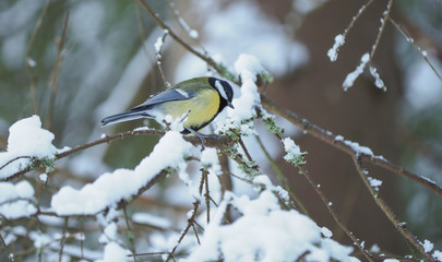 tit bird in the forest. winter