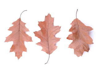 dry oak leaf on a white background