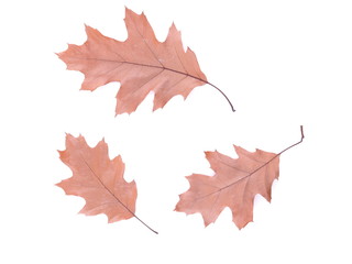 dry oak leaf on a white background