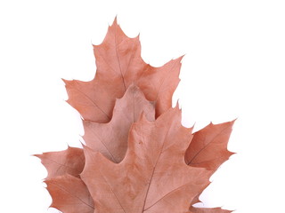 dry oak leaf on a white background