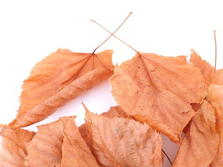 dry elm leaves on a white background