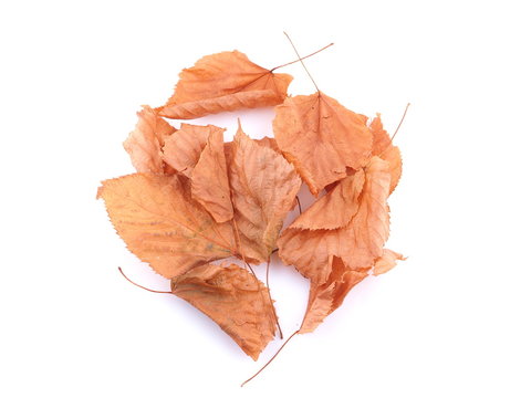 dry elm leaves on a white background