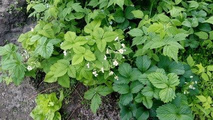 Strawberry Blossoms Summer 2017