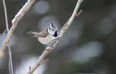 tit bird in the forest. winter