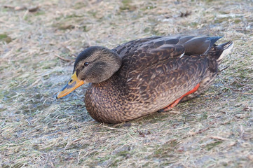 Mallard duck on the lake