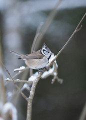tit bird in the forest. winter