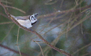tit bird in the forest. winter