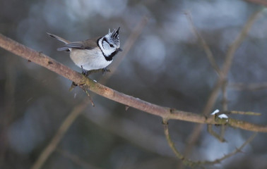 tit bird in the forest. winter