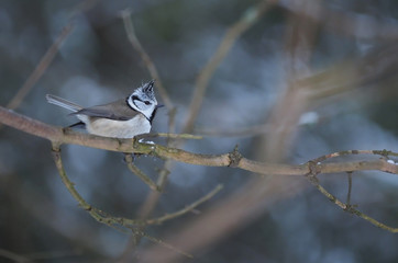 tit bird in the forest. winter