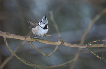 tit bird in the forest. winter