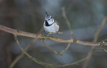 tit bird in the forest. winter
