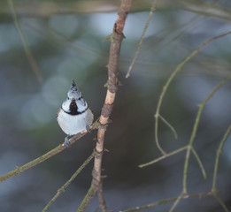 tit bird in the forest. winter