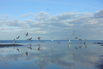 Seagulls on a sea scape with a blue sky