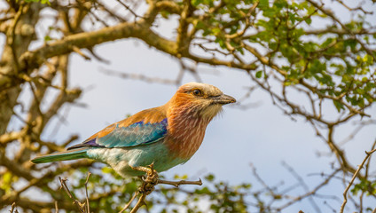 Juvenile lilac-breasted roller isolated in a tree in the Kruger National Park in South Africa image in horizontal format