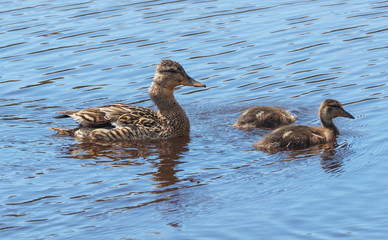 Mallard duck with ducklings on the lake