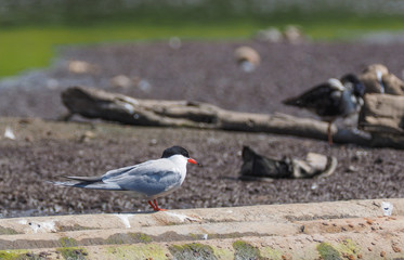 river tern on the river