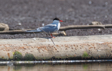 river tern on the river