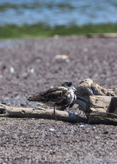 Ruff bird on the river bank. Spring
