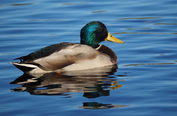 Mallard duck on the lake