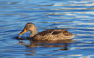Mallard duck on the lake