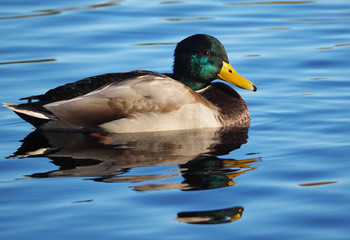 Mallard duck on the lake