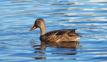 Fototapeta premium Mallard duck on the lake