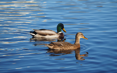 Fototapeta premium Mallard duck on the lake