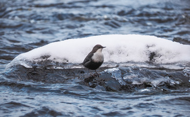 Dipper on the river bank. winter