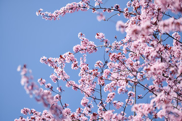 Beautiful pink plum blossoms and twigs in front of a bright sky in spring. Seen in Nuremberg, Germany, April 2019