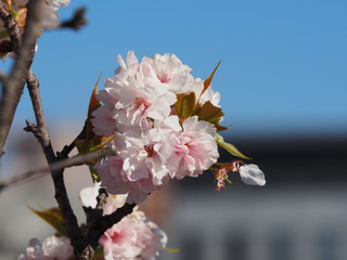 Cherry Blossoms