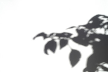 shadow of green plant leaf on a white background