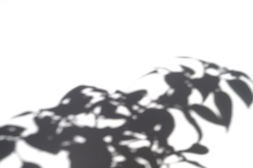 shadow of green plant leaf on a white background