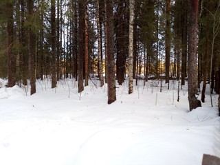 Fototapeta premium forest in winter