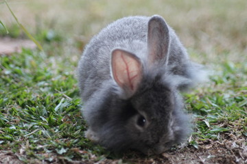 Naklejka na ściany i meble cute fluffy grey rabbit on green grass